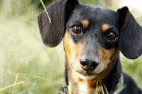 买一只长毛腊肠犬大概要多少钱？ 腊肠犬的价格多少钱一只