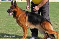 昆明犬和黑背怎么区分？有何区别 昆明犬真实照片
