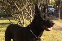 魔界黑狼产于哪里？ 黑狼犬产地是哪里