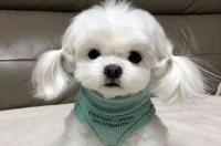 马尔济斯犬饲养方法 怎样养马尔济斯犬 马尔济斯养多久才认主人