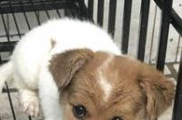 小型犬品种大全 小型狗的品种大全