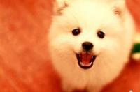 成年银狐犬有多大 银狐犬为什么寿命短