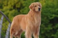 纯种金毛犬的特征是？ 纯种金毛有什么特征