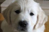 一只金毛幼犬要多少钱？ 小金毛纯种的价格多少钱一只