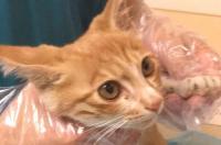 给猫咪做绝育手术大约要多少钱？ 猫绝育针多少钱一支