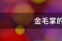 金毛植物能养活吗？ 金毛养殖