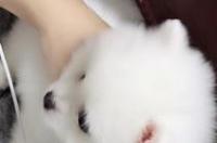 2个月的小体博美怎样喂狗粮？ 小体博美长大的
