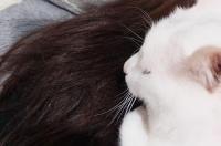 猫咪每天早上趴在胸口为什么？ 猫为什么喜欢趴在人胸口上