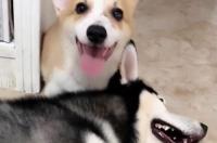 哈士奇智商排行？ 二哈智商排名