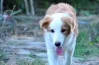 金色边牧犬多少钱一只？ 金色边牧价格