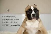 我在云南要怎么买杜高犬，云南有卖吗？ 猛犬俱乐部杜高犬买卖