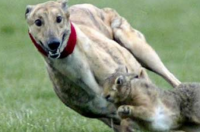 apex英雄寻血猎犬台词，具体英文单词 寻血猎犬英文台词