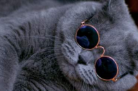 英短蓝猫价位？ 英国英短蓝猫价格多少