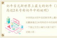 奶牛吉尼斯世界上最大的奶牛（巨无霸身高近2米号称奶牛中的姚明）