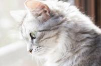 猫咪如何办理托运 猫咪怎么办理飞机托运
