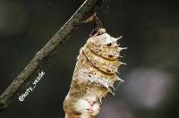 猫可以看见鬼吗 猫看到人身上有鬼