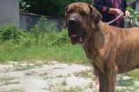 十大禁养猛犬明称有那些 中国十大禁养猛犬