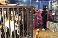 猫咪寄养现在多少钱一天 石家庄宠物寄养多少钱一天