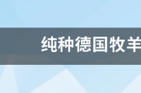 国内顶级东德犬舍？ 纯种德国牧羊犬犬舍