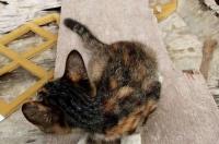 哪里可以买到田园猫 不是宠物猫哦 东莞宠物猫领养中心