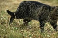 野猫怎么驯服？ 小野猫怎么驯服成家猫