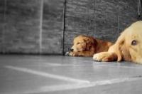 为什么金毛要叫金毛巡回犬，巡回犬是什么意思？ 金毛为什么叫寻回猎犬