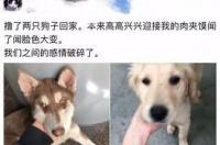 灰色的小狗取什么名字好听？ 给小狗狗起个名字
