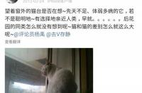 公猫叫声吸引猫？ 公猫叫声播放
