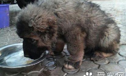 俄罗斯的高加索犬，世界上最大的犬种之一