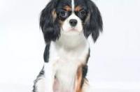 狗狗智商排行是什么 骑士查理王小猎犬智商排名