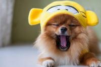 博美犬对主人忠诚么?性格怎么样? 博美犬能记住主人多久