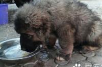 高加索犬最大长多重啊？高加索犬最大长多重啊？ 高加索犬最大