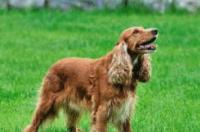 可卡犬是大型犬吗？ 可卡算小型犬吗