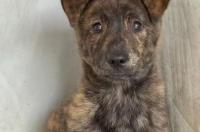 我家的格力犬不跟着我跑怎么回事啊？ 为什么格力犬见人跟人走