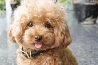 泰迪纯与不纯对照？ 泰迪犬性格