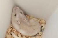 想养宠物鼠，养什么宠物鼠好？繁殖快的是哪种？ 宠物鼠种类大全