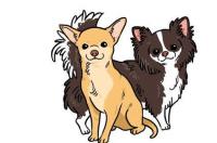 第一次养狗，请推荐，哪个品种的小型犬好？ 小型犬品种大全1000种