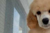 巨贵犬多少钱一只 2022巨贵犬价格