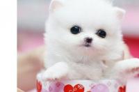 茶杯犬的优缺点？ 茶杯犬有什么特点
