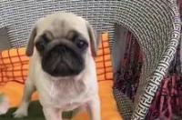 巴哥价格一只多少钱，巴哥犬多少钱一只幼犬？ 广州巴哥犬价格