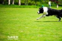 边牧怎么训练飞盘？ 怎么教边牧玩飞盘