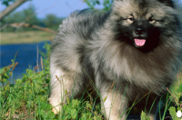荷兰毛狮犬多大？ 毛狮犬大全