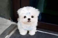 马尔济斯和西施犬的区别？ 西施犬和马尔济斯犬哪个贵