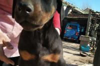 宜宾有杜宾犬卖吗？ 杜宾犬出售