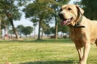 拉布拉多犬黑狗舌头是黑色的好吗？ 拉不拉布拉多犬黑色