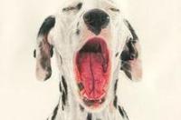 大麦町和小麦町犬区别？ 大麦町犬