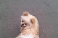 我要买一只黑色短毛狐狸幼犬，谁有，最好是卖宠物的？ 狐狸犬幼犬