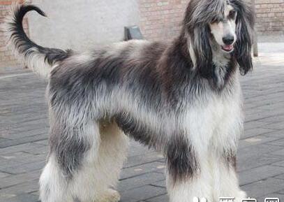 阿富汗犬价格 与它的血统及健康紧密相关