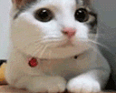 猫咪摇头晃脑是怎么回事？ 猫咪摇头动图