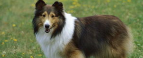 马犬和苏牧交配生的小狗长什么样？ 苏牧犬小狗多少钱一只
